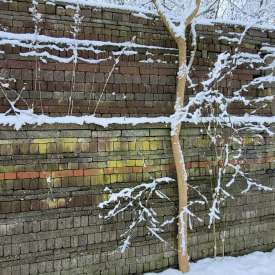 Ecokathedralen onder sneeuwdeken Ecokathedralen onder sneeuwdeken