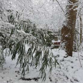 Ecokathedralen onder sneeuwdeken Ecokathedralen onder sneeuwdeken
