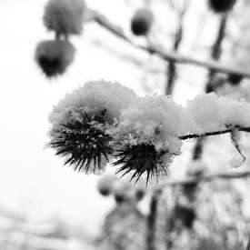 Ecokathedralen onder sneeuwdeken Ecokathedralen onder sneeuwdeken