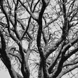 Ecokathedralen onder sneeuwdeken Ecokathedralen onder sneeuwdeken